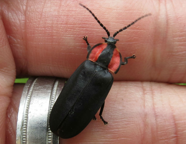 California Firefly